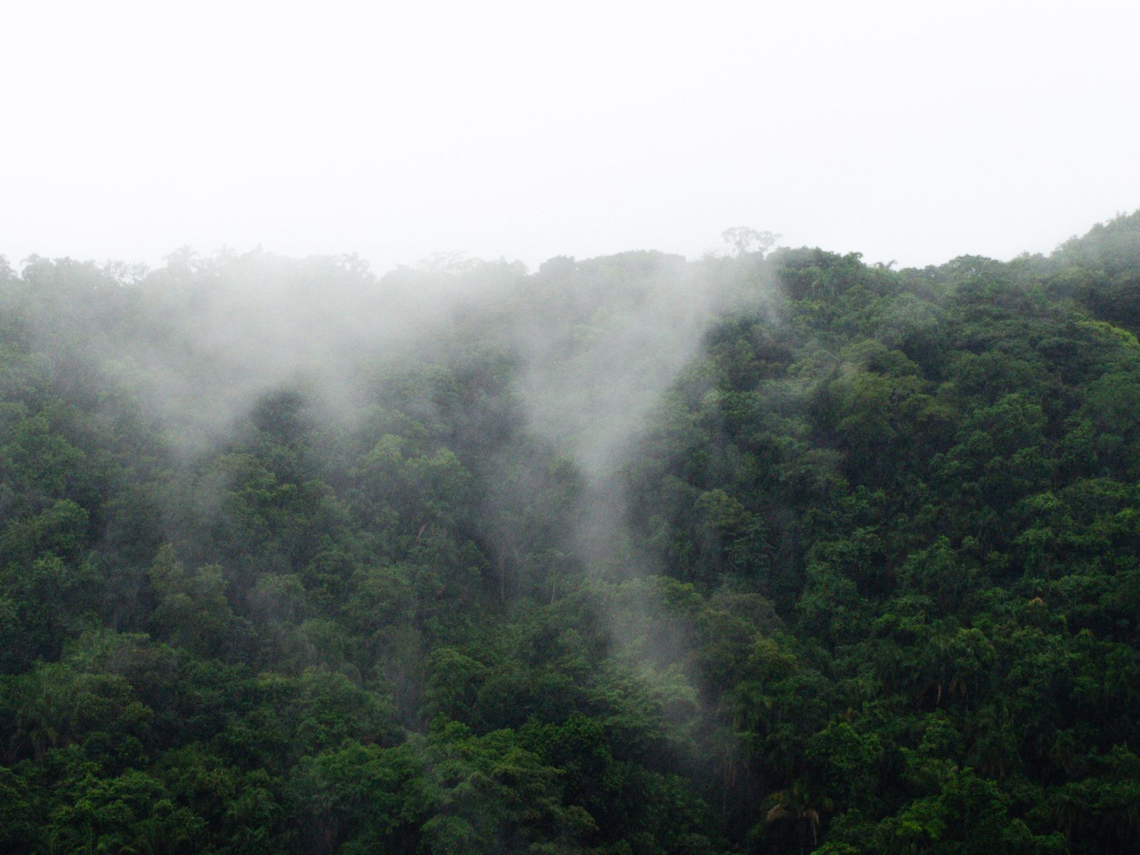 Mist rising over dense Atlantic Forest canopy in Brazil